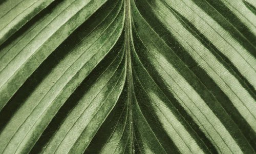 Natural Greenery